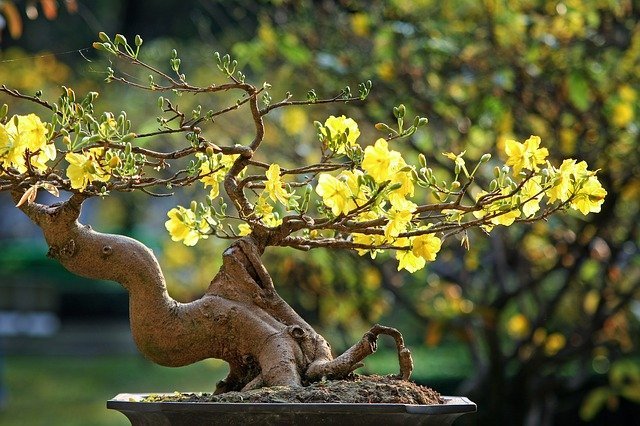 Abricotier-vietnam