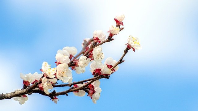 fleur-abricot