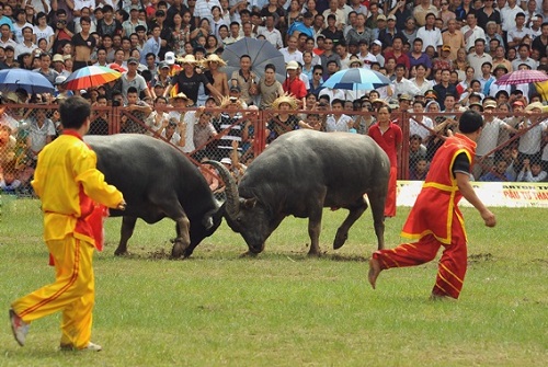 festival-de-combat-des-buffles