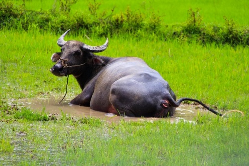 Le buffle vietnamien se baigne paisiblement dans l’eau fraîche des champs