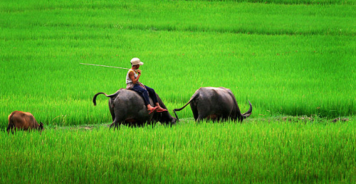Dans les campagnes vietnamiennes, on voit souvent un jeune garçon, assis sur le dos d'un buffle vietnamien, jouer de la flûte.