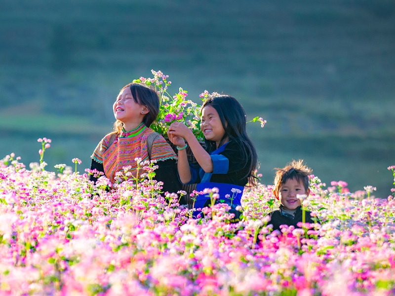La forêt de fleurs de sarrasin en pleine floraison à Ha Giang Vietnam en octobre